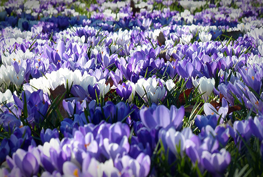 Gartenfreunde